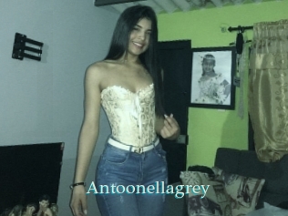 Antoonellagrey