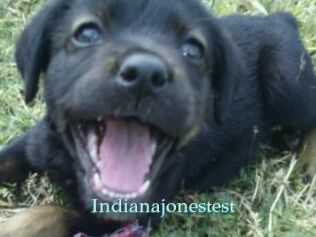 Indianajonestest