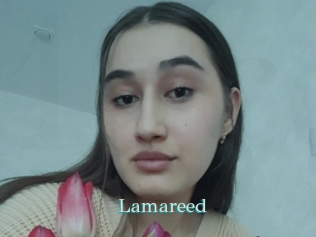 Lamareed